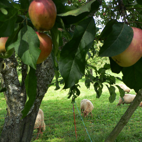 Äpfel am Baum